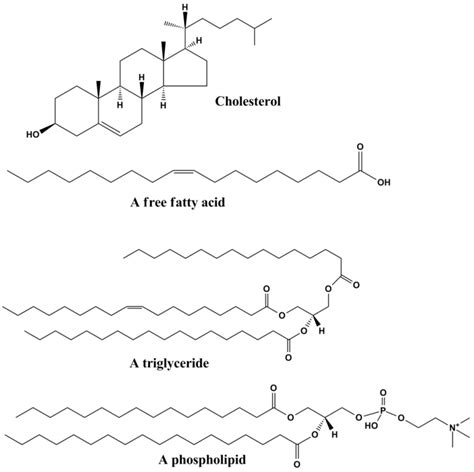 [DIAGRAM] Diagram Of Monomer For Lipids - MYDIAGRAM.ONLINE