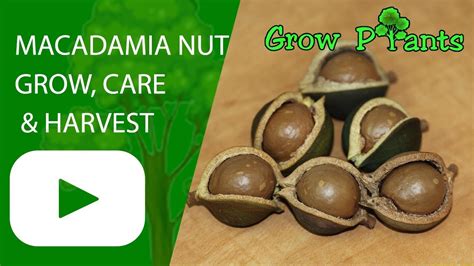 Macadamia nut tree - grow, care & harvest - YouTube