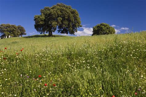 Wild Flowers in Field,Spain Stock Image - Image of spanish, field: 76660505