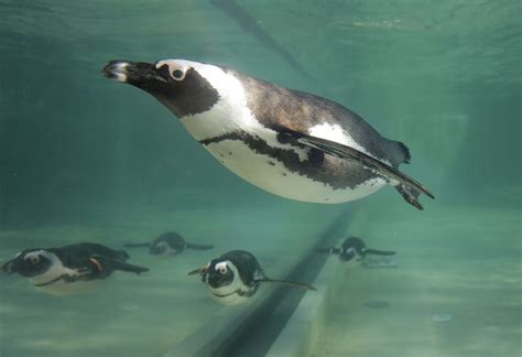 Rome zoo opens new area for African penguins