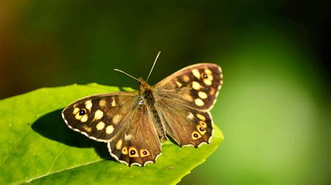 Speckled Wood (Pararge aegeria) - Butterflies - Woodland Trust