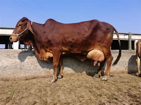 Sahiwal Cattle: The Ultimate Guide to This Resilient Breed - Nili Ravi