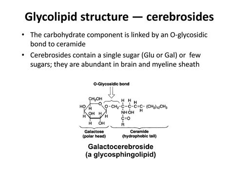 Glycolipid