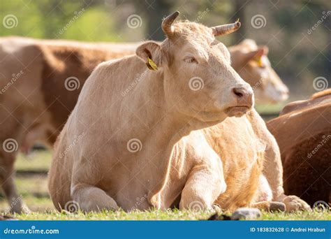 Brown Cow at the Farm on the Field Stock Photo - Image of countryside ...