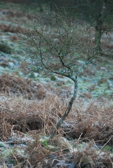 Loch Leven wildlife | Jacklyn Calvard | Flickr