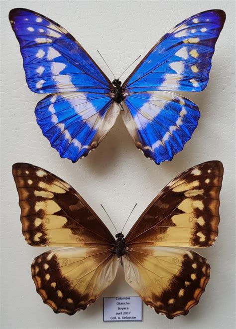 MORPHO CYPRIS CYPRIS (PAIR) - COLOMBIA | Butterfly images, Morpho, Butterfly