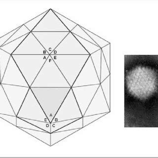 A representation of an example of a specific virus | Download ...