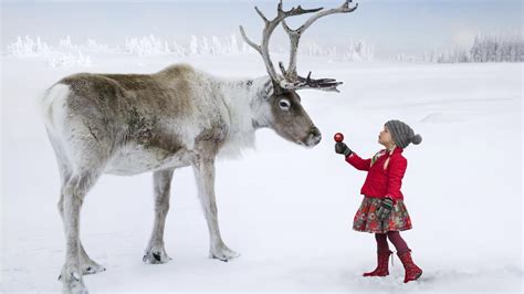 Reindeer at Albion Orchards