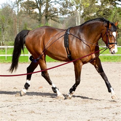 Round Pen Exercises for Seasoned Horses - Your Horse Farm