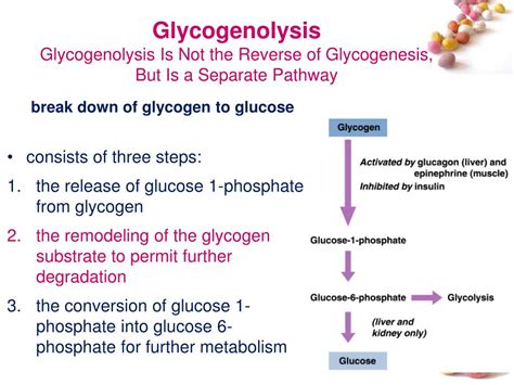 Glycogen Metabolism Pathway