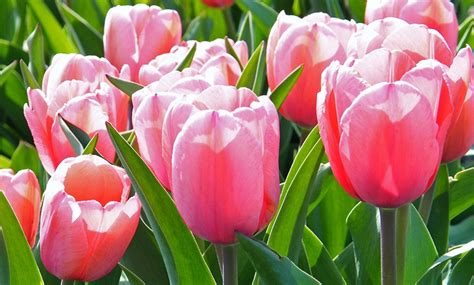 Holland's Best Tulip Bulbs | Groupon Goods