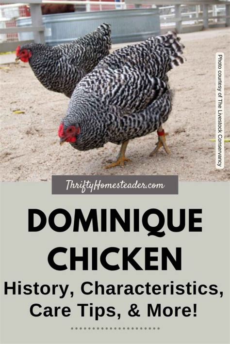 Dominique Chicken: History, Characteristics, Care Tips, & More!