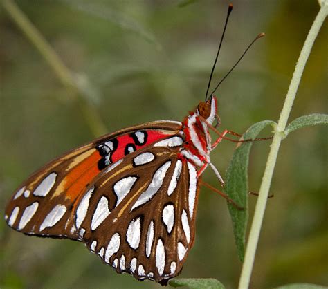 Iridescent Butterfly Photograph by Natalie Rotman Cote - Pixels