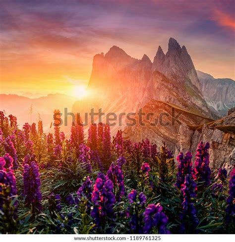 Unsurpassed sunrise in the Dolomites Alps. Odle mountain range, Seceda ...