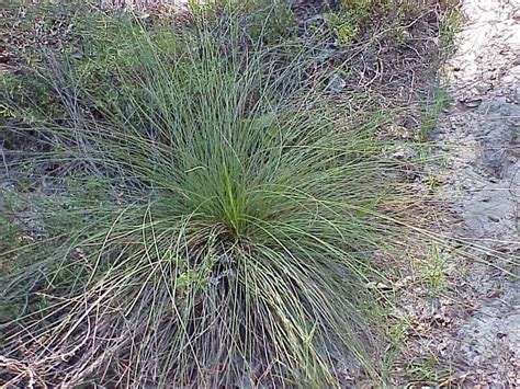 Bunch Grasses in Central Florida - Sharons Florida