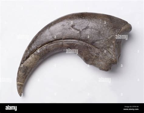 Baryonyx fossil hi-res stock photography and images - Alamy