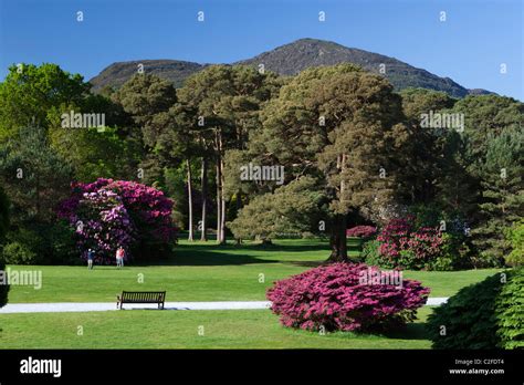 Muckross Estate. The gardens of Muckross House with Rhododendrons and ...