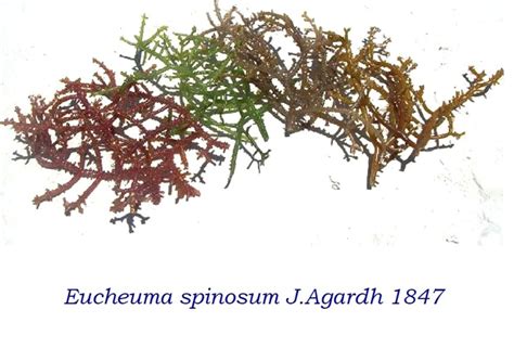 (Italiano) Eucheuma spinosum: Sistematica, Etimologia, Habitat, Coltivazione