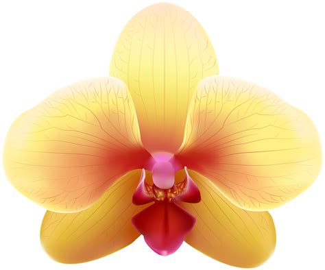 Orchid clipart orange, Orchid orange Transparent FREE for download on WebStockReview 2023