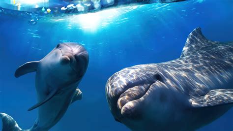 #8.1494, Dolphin, Underwater, 4K Wallpaper PC Desktop