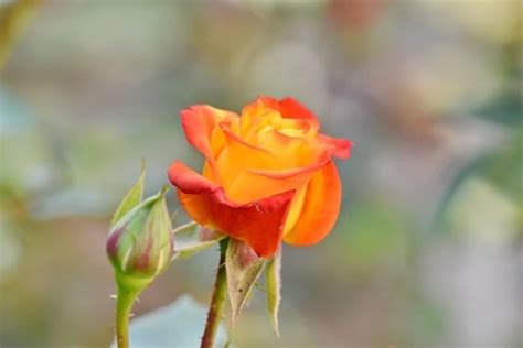 Free picture: fair weather, herb, horticulture, organism, roses, summer time, nature, blossom ...