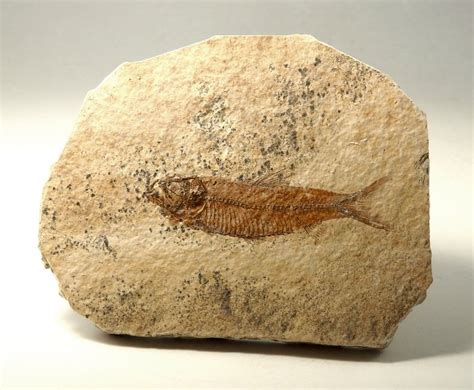 Knightia Fish Fossil From The Green River Formation - Den of Antiquity