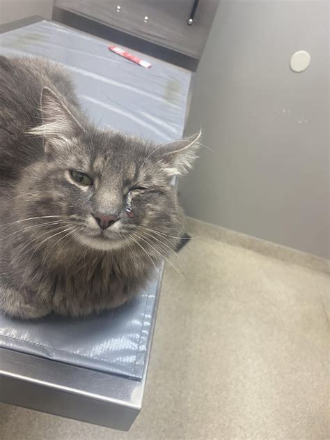 Stray cat has severe eye infection-(was seen by Vet yesterday) : r/VetHelp