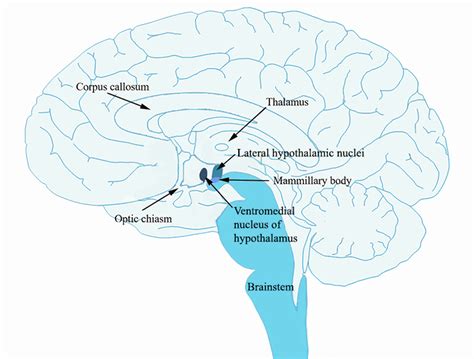 Motivated behaviour: nutrition and feeding – Introduction to Biological Psychology