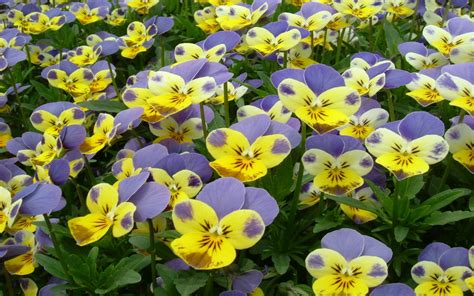 Viola Edible Flowers : Wallpapers13.com