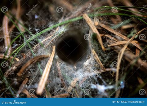 Spider Nest Stock Photography | CartoonDealer.com #158654660