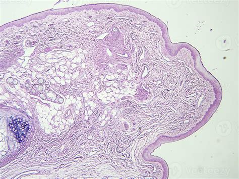 histology human tissue with microscope from laboratory 27222520 Stock Photo at Vecteezy