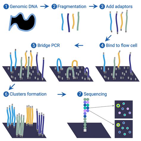 Illumina/Solexa sequencing method · Hyperskill