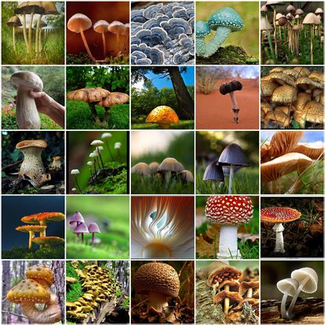 What is the strongest magic mushroom species?