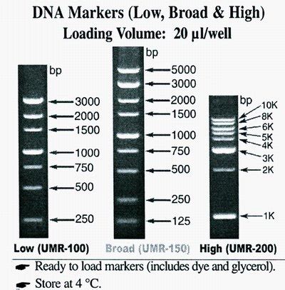 DNA MARKER (HIGH RANGE)1 KILO BASE PAIR LAD 2 ml - BIOTANG Inc.