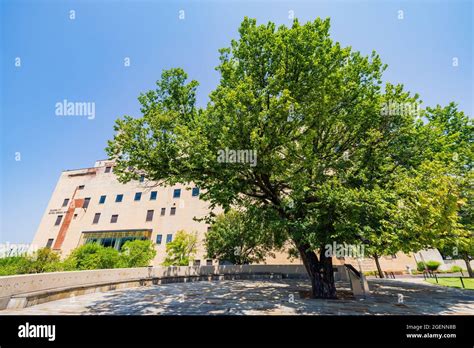 The Survivor Tree in the Oklahoma City National Memorial and Museum at Oklahoma, USA Stock Photo ...