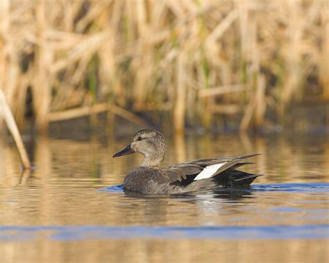 Gadwall