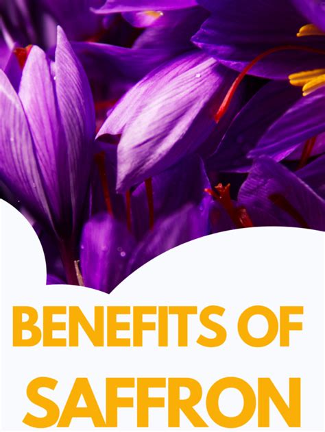 Discover the Multiple Benefits of Kashmiri Saffron (Kashmir Kesar ...