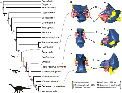 Simplified Archosauriformes phylogeny highlighting character... | Download Scientific Diagram