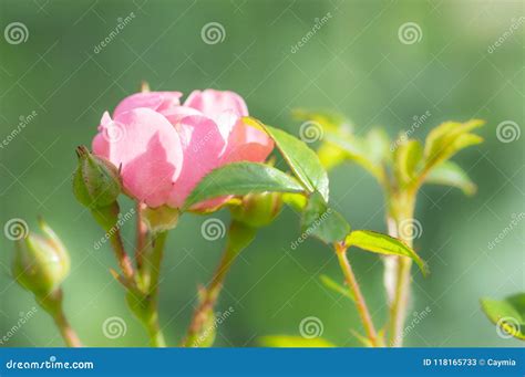 Polyantha Rose `the Fairy` in Summer Garden. Soft Focus. Stock Image - Image of leaves ...