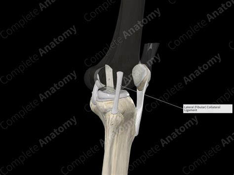 Fibular Collateral Ligament | Complete Anatomy