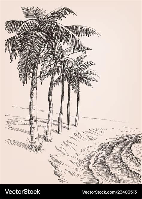 Palm trees on the beach drawing Royalty Free Vector Image