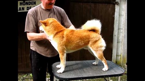 Shibas and shedding... | Shiba inu, Japanese dogs, Japanese dog breeds