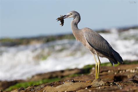 Bird of the Week Challenge: 28th June - carnivore carnival | BIRDS in ...