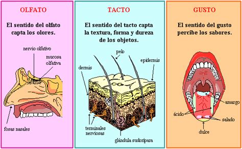 El olfato y sus partes - Imagui