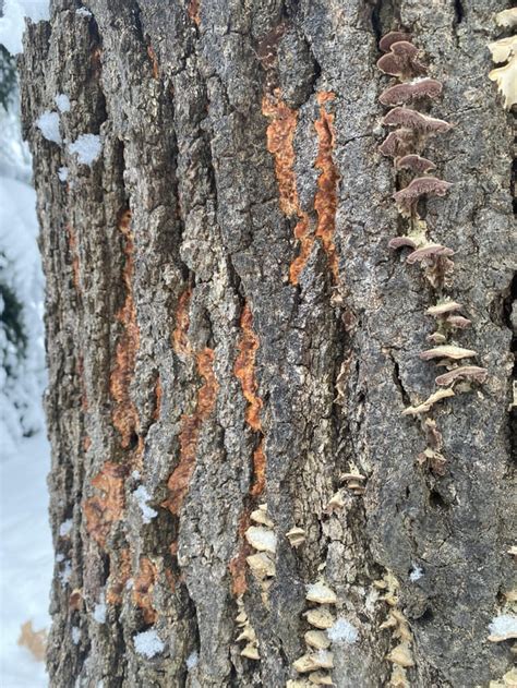 Fungus/Lichen Identification : r/arborists