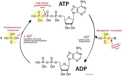 Resultado de imaxes para ATP | Hart studieren, Studieren, Chemie