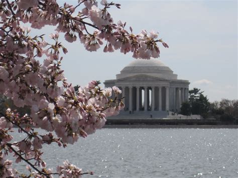 Kris'sKreations: Jefferson Memorial Cherry Blossoms - March 26, 2011