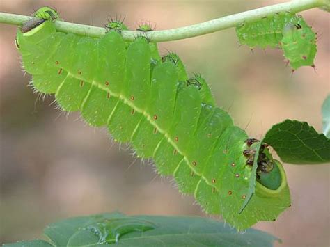 Luna Moth Caterpillar - Actias luna - BugGuide.Net