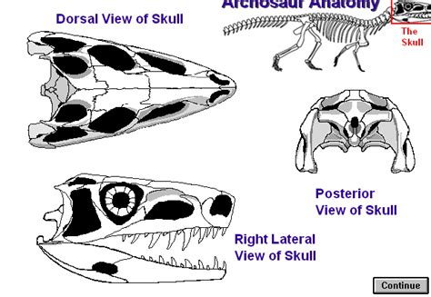 Archosaur Anatomy- Skull Diagram | Quizlet