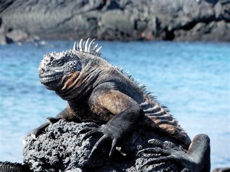 Viagem para as Ilhas Galápagos: conheça todas as dicas | Descubra Turismo